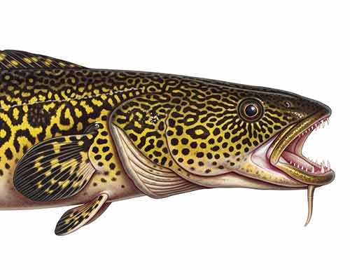 Detailed side view of a burbot, showing its marbled skin and distinctive barbel.