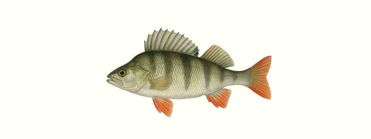 Foto oder Illustration von Flussbarsch (Perca fluviatilis) in der Natur