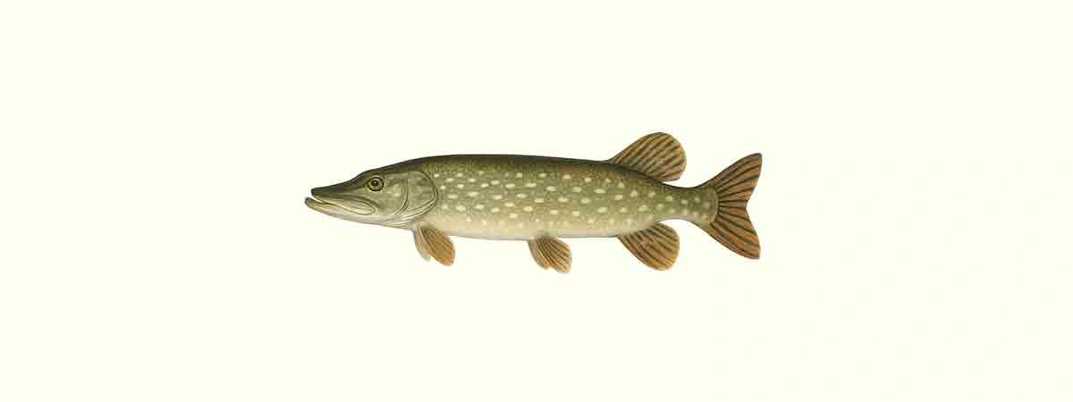 Foto oder Illustration von Hecht (Esox lucius) in der Natur