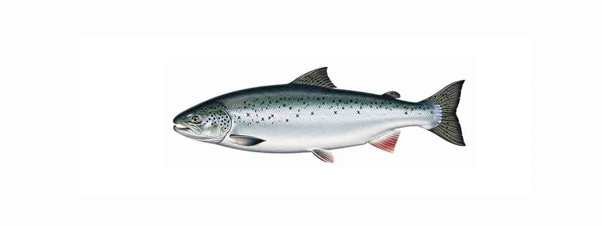 Foto oder Illustration von Lachs (Salmo salar) in der Natur