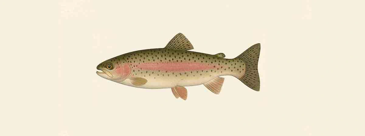 Foto oder Illustration von Forelle (Salmo trutta) in der Natur