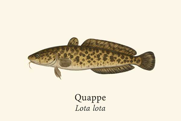 Seitenansicht einer Quappe (Lake) im Lexikon-Stil.