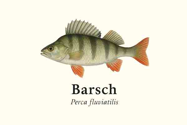 Seitenansicht eines Barsches (Abborre) im Lexikon-Stil.