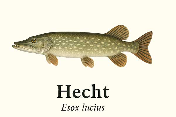 Seitenansicht eines Hechts (Gädda) im Lexikon-Stil.