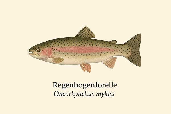 Seitenansicht einer Forelle (Öring) im Lexikon-Stil.