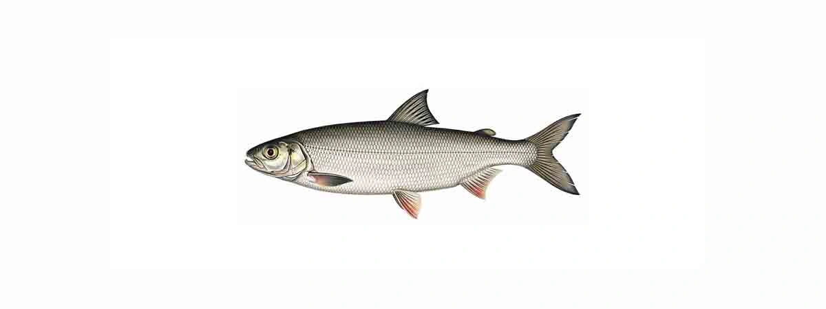 Foto oder Illustration von Felchen (Coregonus) in der Natur