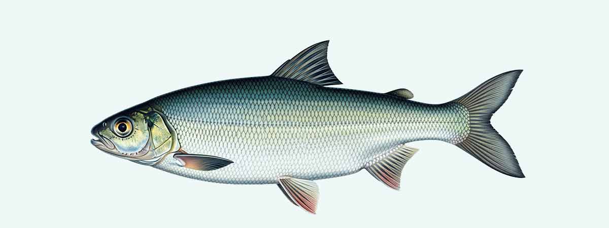 [[whitefish_image_alt_1]]
