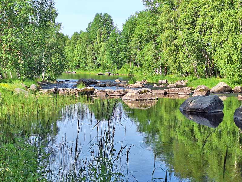 En långsamt flytande älvsträcka, omgiven av vass och skog.