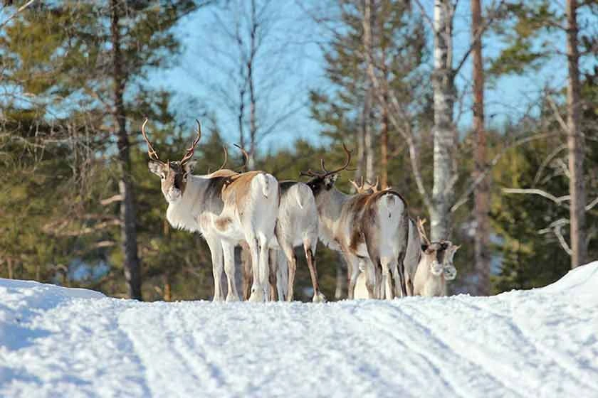 Ein Rentier in der Landschaft von Schwedisch Lappland.