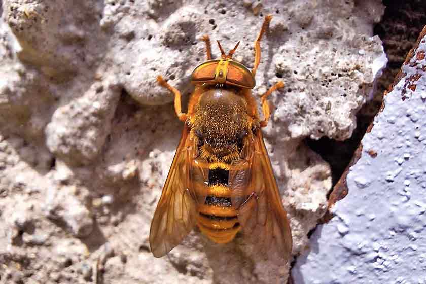 Eine goldbraune Riesenbremse (Tabanidae), einer der "Little Five" Lapplands.