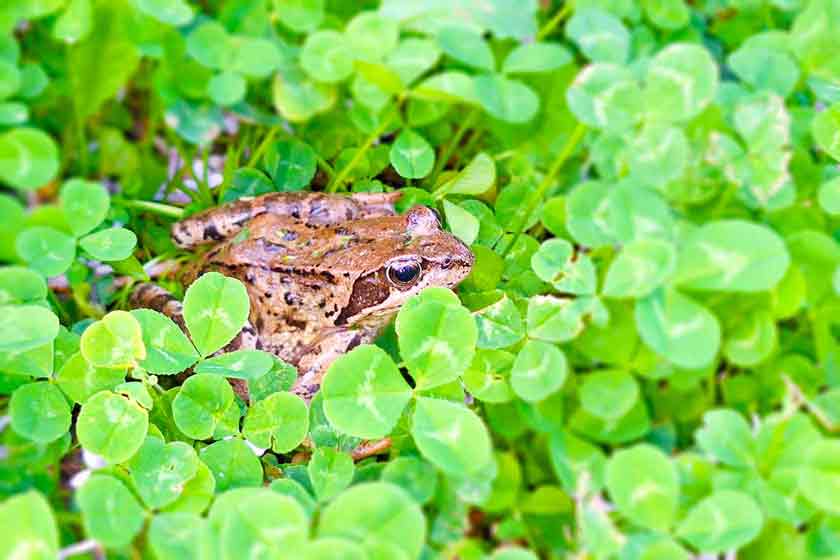 Ein Moorfrosch in einem Feuchtgebiet der Region Burträsk.