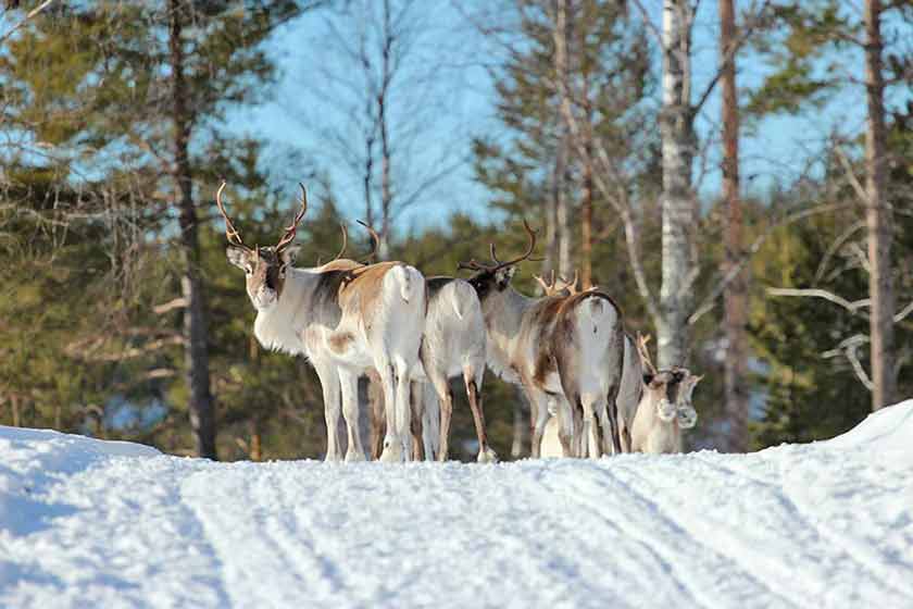 Ein Rentier in der Landschaft von Schwedisch Lappland.