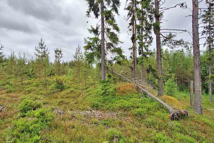 Ein typischer borealer Nadelwald (Taiga) in der Region Burträsk.