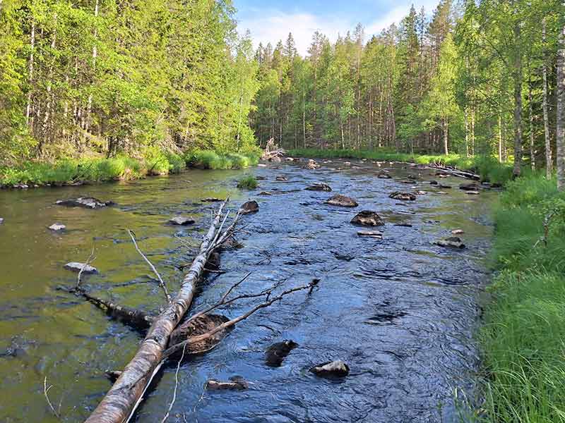 Tät strandvegetation med al och vide vid Risån.